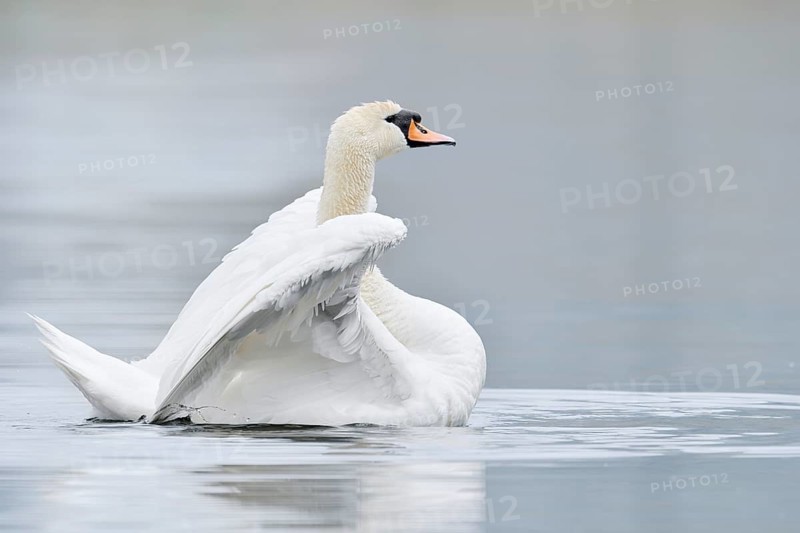 Mute swan (Cygnus olor) flapping its wings, North Rhine-Westphalia, Germany