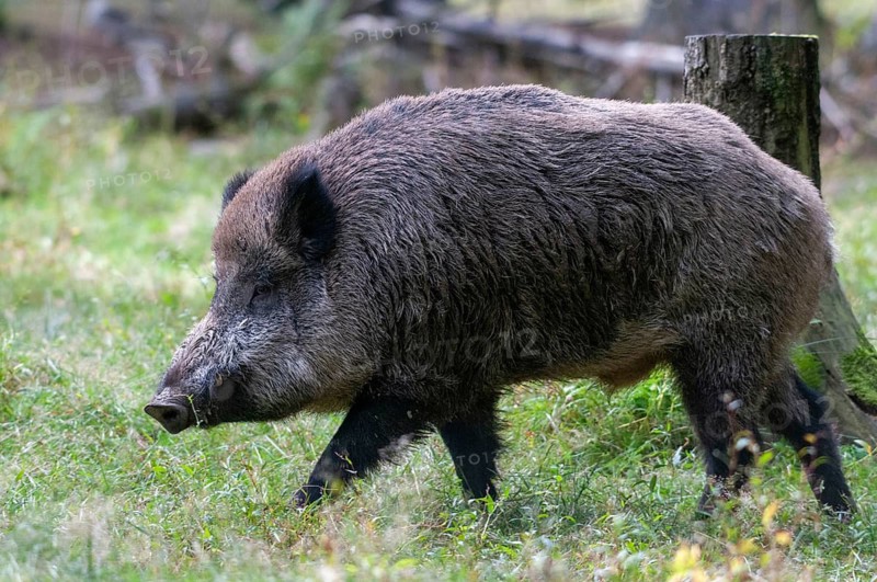Artiodactyla, even-toed ungulate, cloven-hoofed, wild boar, wild boar, boar, boar, mammals, mammals