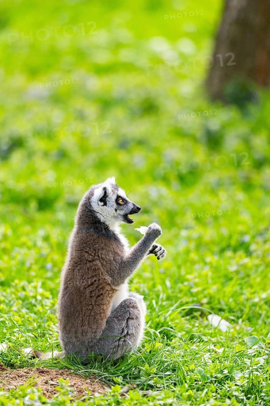 Ring-tailed lemur (Lemur catta) sitting in the grass, captive, Germany