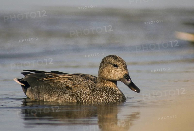 Anas Strepera, Gadwall, Mareca Strepera, Middle Duck, Schnatterente, Anatidae, Birds, Ducks, Ducks, Ducks, Leo, Male, Birds, Waterbirds