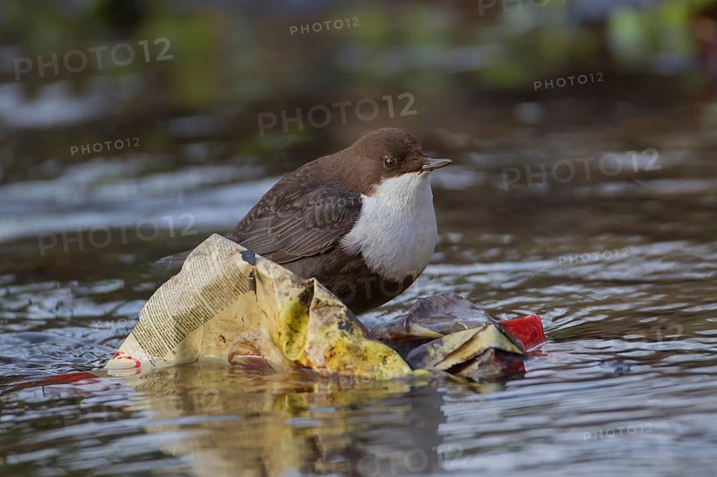 Black bellied dipper (Cinclus cinclus) adult bird perched on litter rubbish in a river, England, United Kingdom