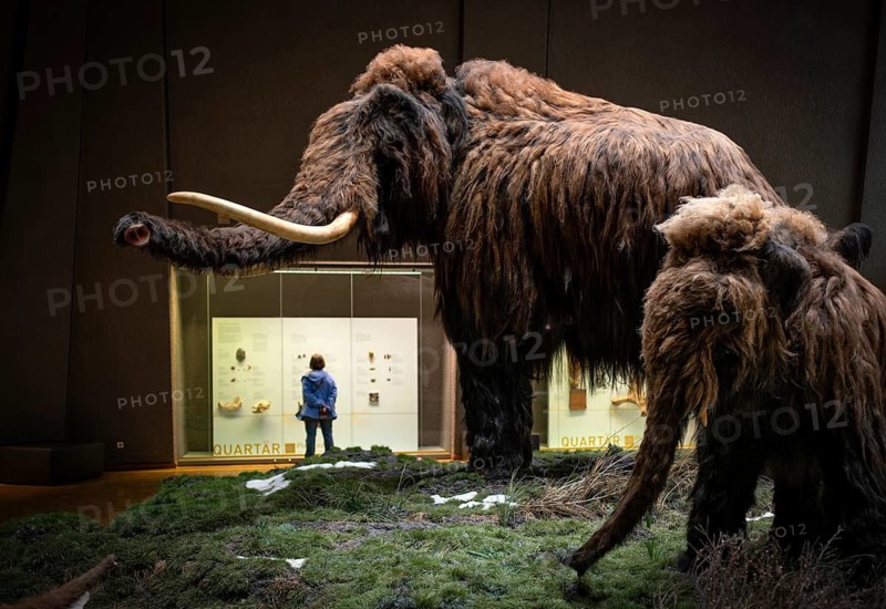 Interior view, mammoth, woolly mammoth exhibit, visitors in front of display case, Stuttgart Museum of Natural History, Museum am Löwentor, Stuttgart, Baden-Württemberg, Germany