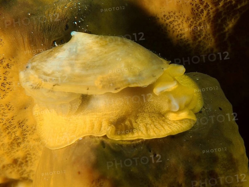 A yellow sea snail, the golden sponge snail (Tylodina perversa), on a golden sponge (Aplysina aerophoba) underwater, at the El Cabron Marine Reserve dive site, Arinaga, Gran Canaria, Spain, Europe, Atlantic Ocean