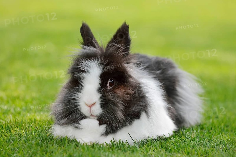 Lionhead rabbit (Oryctolagus cuniculus forma domestica) in a meadow, North Rhine-Westphalia, Germany