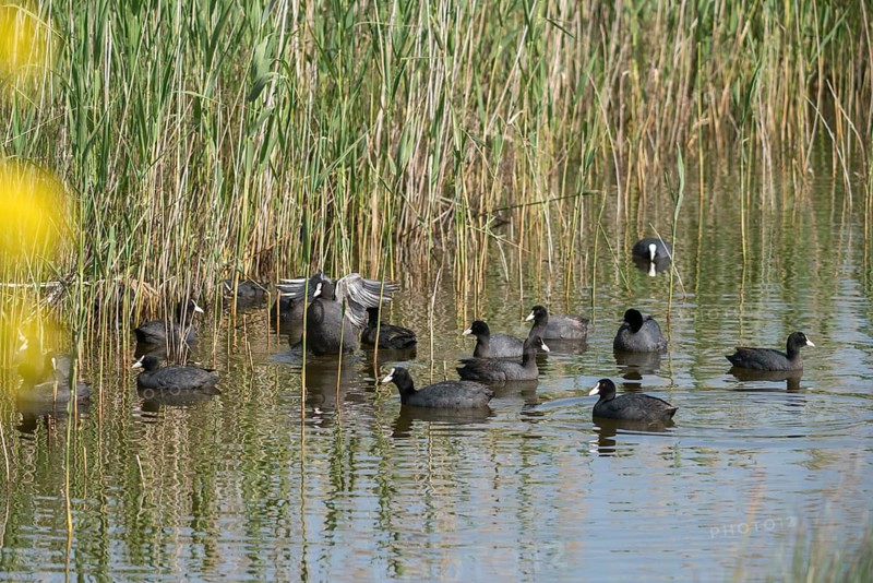Eurasian Coot Coot, Fulica Atra, Granelli, Italy, Pantano Longarini Lagoon, Pantani Cuba and Longarini, Migratory Bird Sanctuary Pantani Cuba & Longarini, Birds, Coot Rail, Gruiformes, Italy, Crane Birds, Rails, Rallidae, Sicily, Foundation for Biodiversity, Birds, Waterbirds, birds