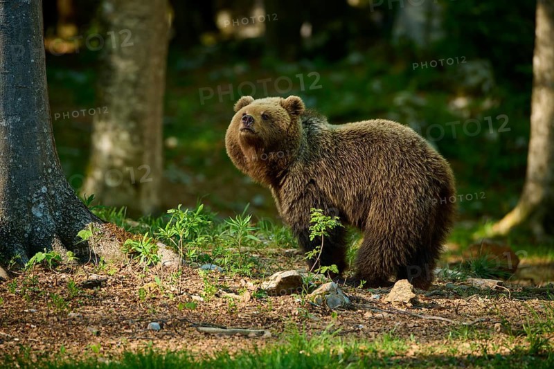 A brown bear stands in the forest in its natural habitat next to a tree, European brown bear (Ursus arctos), Slovenia