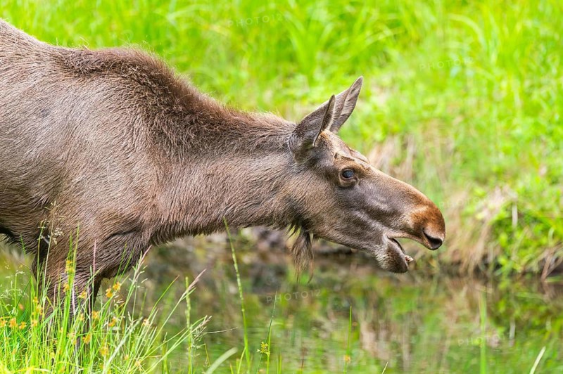 Eurasian elk (Alces alces) standing in a little swamp in early summer, Bavarian Forest, Bavaria, Germany