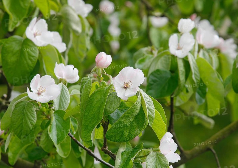 Flowering quince tree (Cydonia oblonga), apple quince? North Rhine-Westphalia, Germany