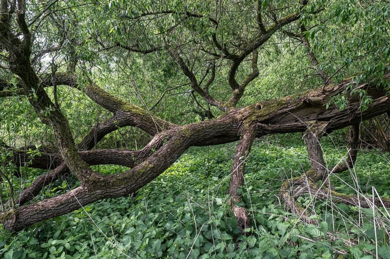 Fallen willow (Salix alba), Emsland, Lower Saxony, Germany