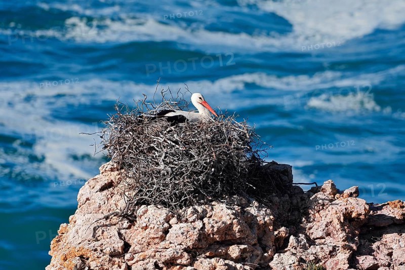 White stork (Ciconia ciconia) sitting brooding on a nest on the rocky coast, Parque Natural do Sudoeste Alentejano e Costa Vicentina, Alentejo, Portugal