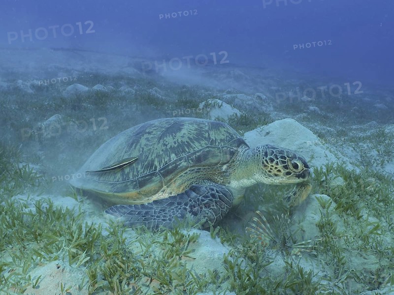 A green turtle (Chelonia mydas) crawls along the grass-covered sandy seabed at the Hausriff dive site, Mangrove Bay, El Quesir, Red Sea, Egypt