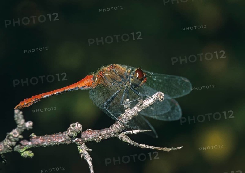 Blood-red bluebell, ruddy darter, sympetrum sanguineum, anisoptera, damselflies, dragonflies, insects, leo, dragonflies, male, odonata