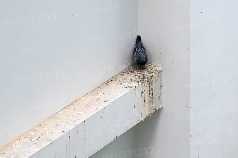 City pigeon sitting in a corner, Pattaya, Thailand