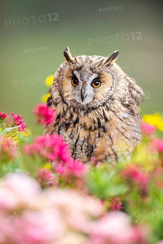 Long-eared owl (Asio otus), or lesser horned owl, sitting in middle of blossoming flowers, captive, Pyrenees, Catalonia, Spain