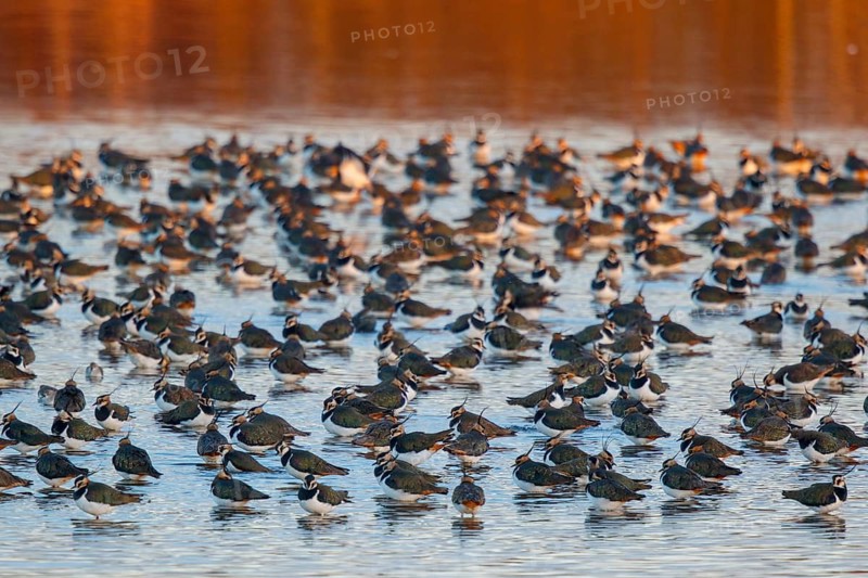 Northern Lapwing (Vanellus vanellus) huge flock, Netherlands