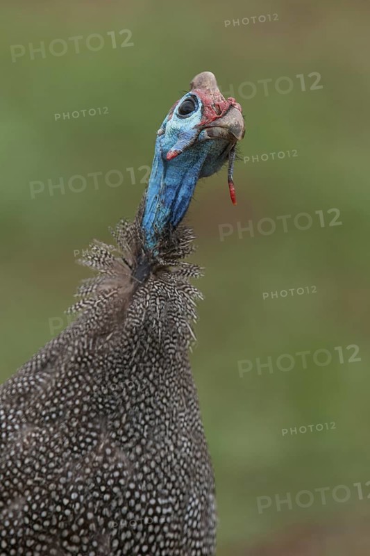 Helmeted Guineafowl (Numida meleagris), Mpumalanga, South Africa