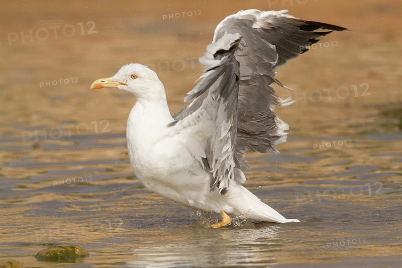 Yellow-legged Gull (Larus michahellis), Morocco
