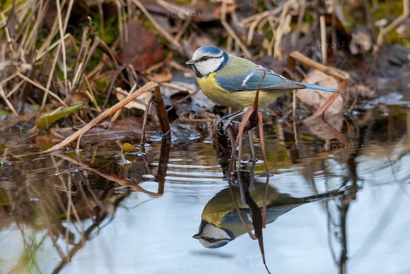 Blue tit, parus caeruleus, bath, bird bath, birds, garden, tits, passeri, songbirds, songbirds, mirror, songbirds, mirror image, tits, potion, birdbath, birds, watering place