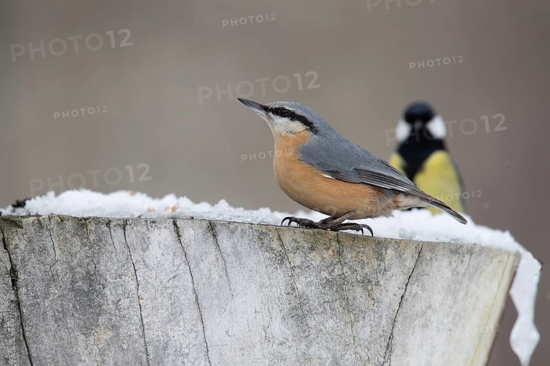 Common nuthatch in a winter park