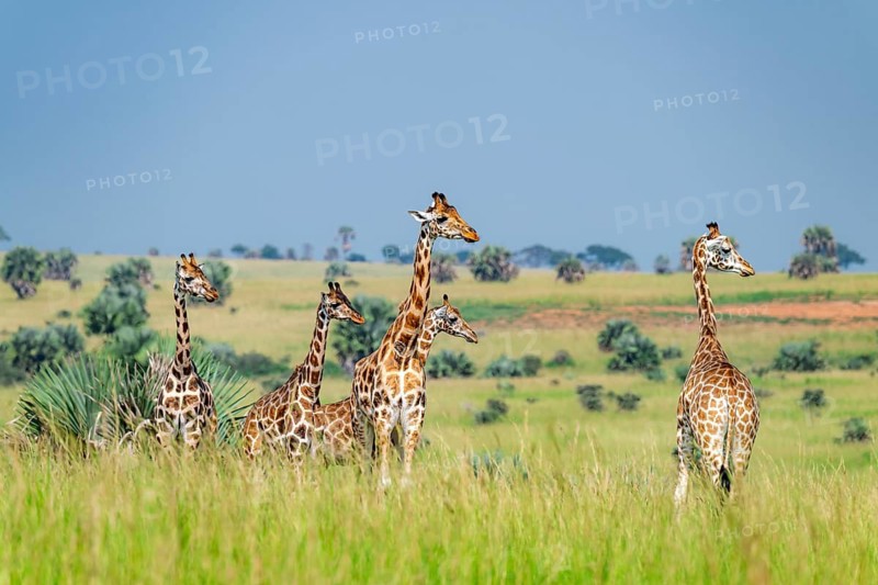 Rothschild's giraffes (Giraffa camelopardalis rothschildi) in green grass, Murchison Falls National Park, Uganda