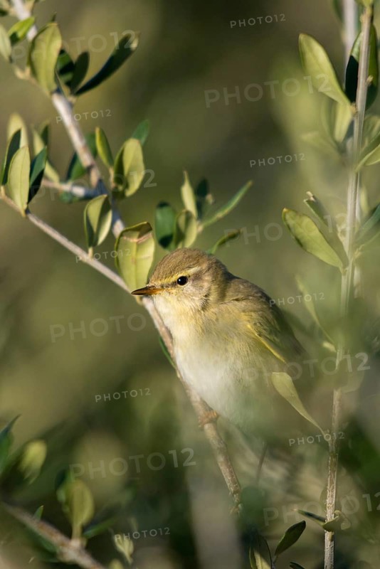 Wild Warbler, Granelli, Italy, Pantani Cuba and Longarini, Phylloscopus Trochilus, Willow Warbler, Migratory Bird Sanctuary, Pantani Cuba & Longarini Migratory Bird Sanctuary, High Size, Portrait Format, Italy, Passeri, Songbirds, Sicily, Songbirds, Foundation for Biodiversity, Birds