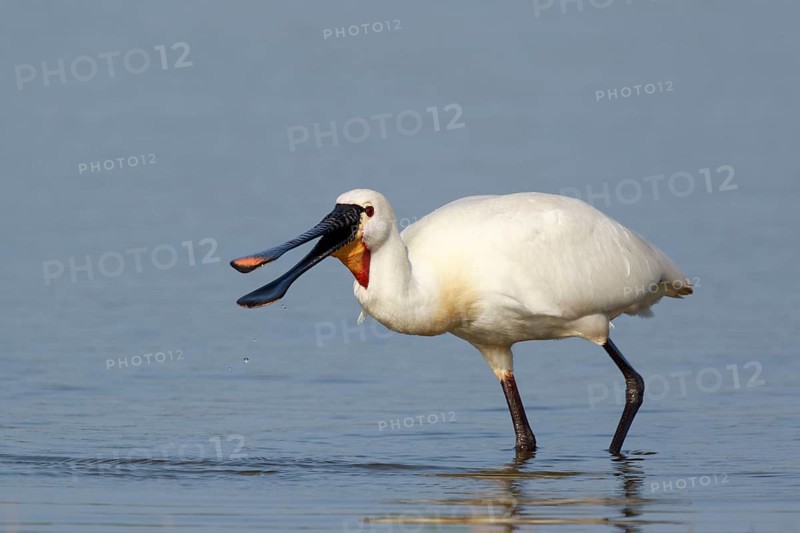 Eurasian Spoonbill (Platalea leucorodia) foraging in shallow water, Netherlands