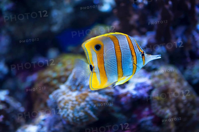 Orange-banded tinkerfish (Chelmon Rostratus) in an aquarium, Germany