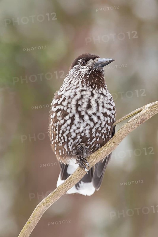 Spotted Nutcracker (Nucifraga caryocatactes), St. Gallen, Switzerland