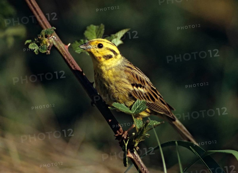 Emberiza citrinella, goldammer, yellowhammer, birds, male, passeri, songbirds, birds