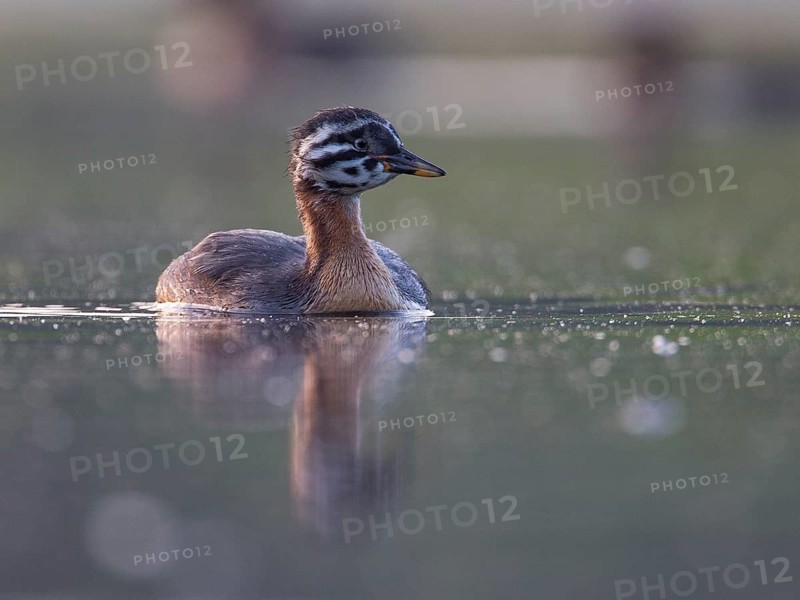 Red-necked Grebe (Podiceps grisegena) chick, Mecklenburg-Western Pomerania, Germany