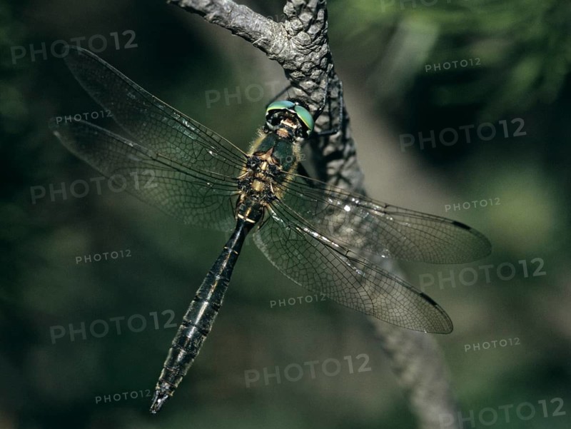 Alpine emerald dragonfly, alpine emerald, somatochlora alpestris, anisoptera, damselflies, dragonflies, insects, insects, leo, dragonflies, odonata