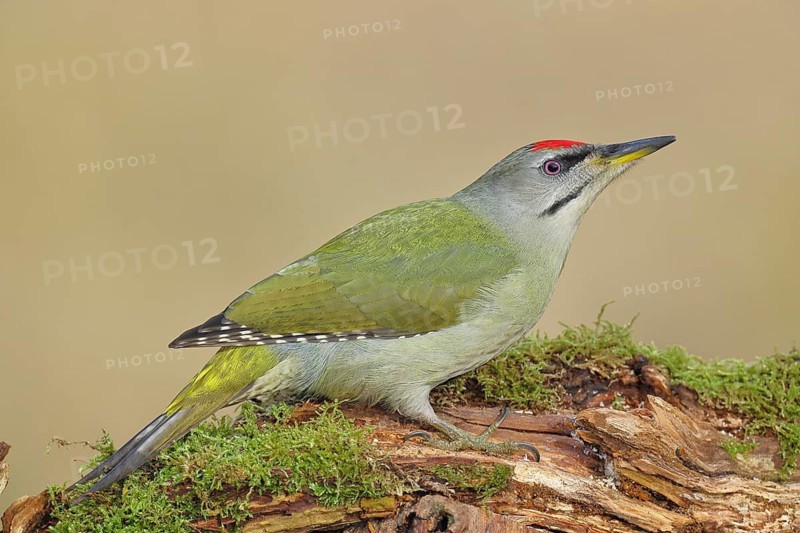 Grey-headed Woodpecker (Picus canus), a male perched on a tree stump covered in moss and lichen whilst foraging, wildlife, woodpeckers, birds, nature photography, Wilnsdorf, North Rhine-Westphalia, Germany