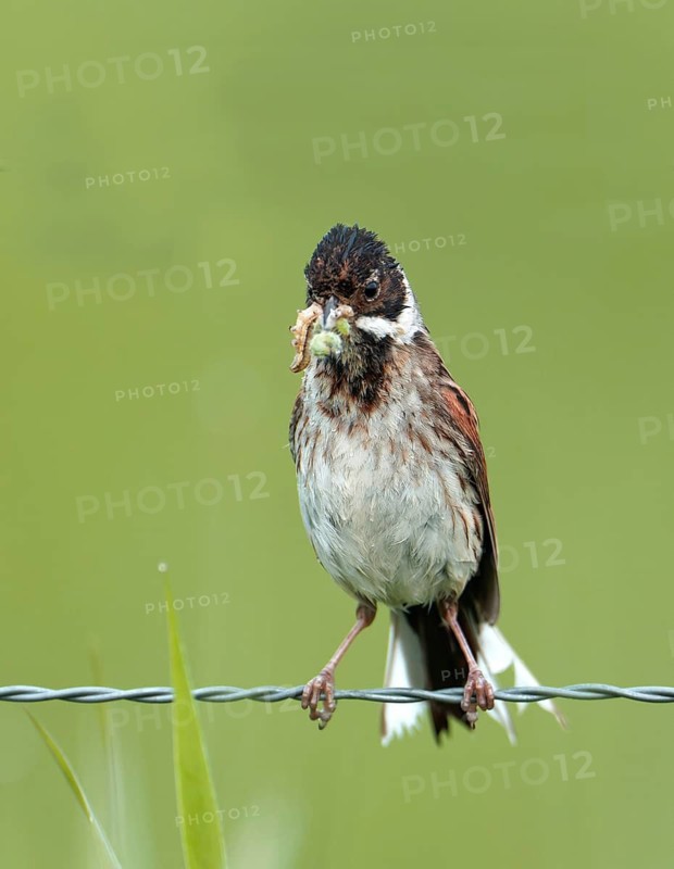 A young male reed bunting (Emberiza schoeniclus) with food, perched on a wire, Lake Dümmer, Germany