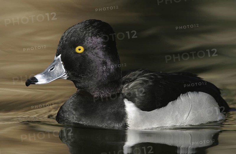 Ring-necked Duck (Aythya collaris) male, Arizona, USA