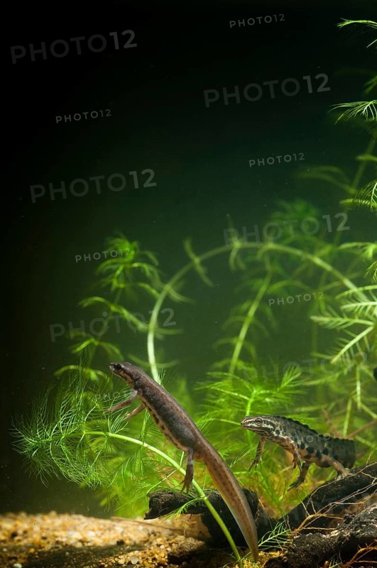 Lissotriton vulgaris, smooth newt, triturus vulgaris, amphibians, amphibians, female, high size, portrait format, amphibians, male, female