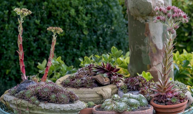 Various varieties of houseleek (Sempervivum), North Rhine-Westphalia, Germany