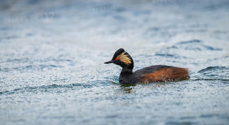 Black-necked grebe, podiceps nigricollis, black-necked grebes, grebes, podicipedidae, divers, birds, waterbirds
