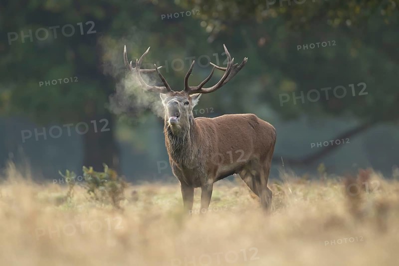 Red deer (Cervus elaphus) adult male stag animal roaring during the rut in autumn, England, United Kingdom