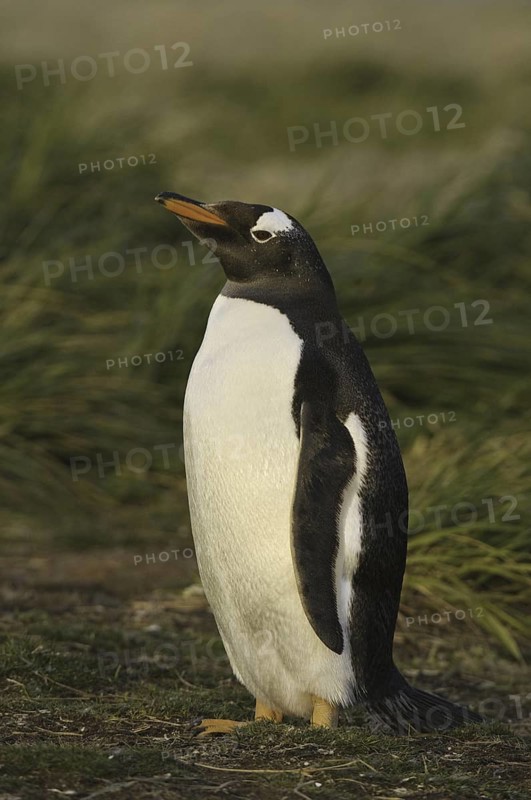 Gentoo Penguin (Pygoscelis papua), Falkland Islands