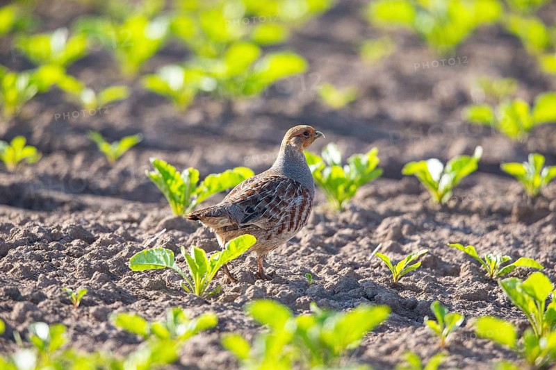 Grey partridge (Perdix perdix) Germany