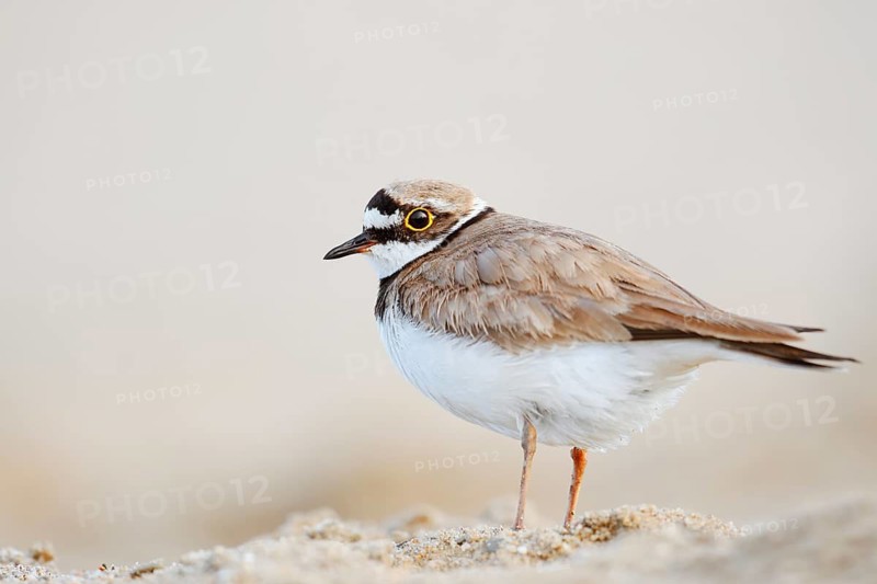 Little Ringed Plover (Charadrius dubius), North Rhine-Westphalia, Germany