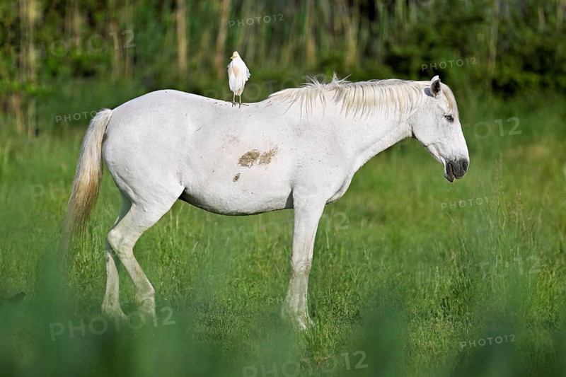 Camargue horse (Equus caballus), mare with a cattle egret (Bubulcus ibis) on her back, Saintes-Marie-de-la-Mer, Camargue, southern France, France
