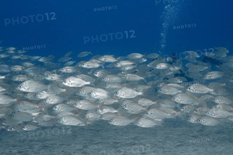 A school of fish, the armpit-spotted sea bream (Pagellus acarne), swim close together in the deep blue sea, obscuring a diver, dive site: the wreck of the Meteor, a Russian hydrofoil, Arguineguín, Gran Canaria, Spain, Europe, the Atlantic Ocean