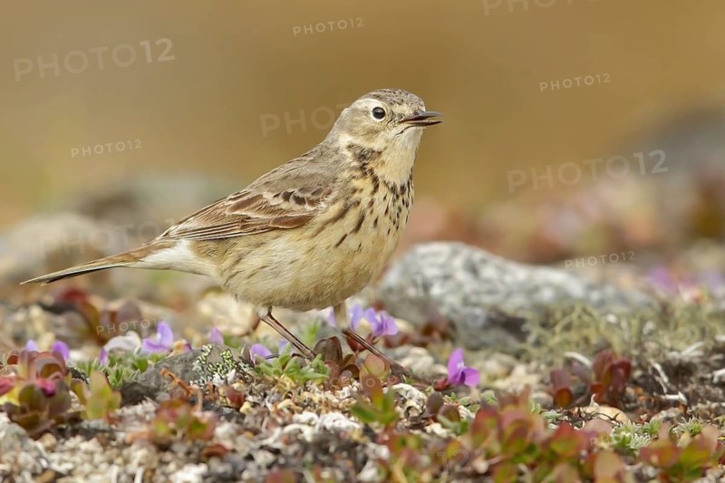 American Pipit (Anthus rubescens) perched on the tundra in Nome, Alaska