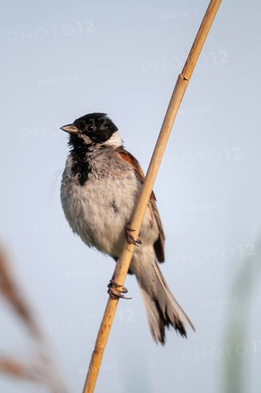 Emberiza Schoeniclus, reed bunting, birds, high size, portrait format, passeri, songbirds, songbirds, birds