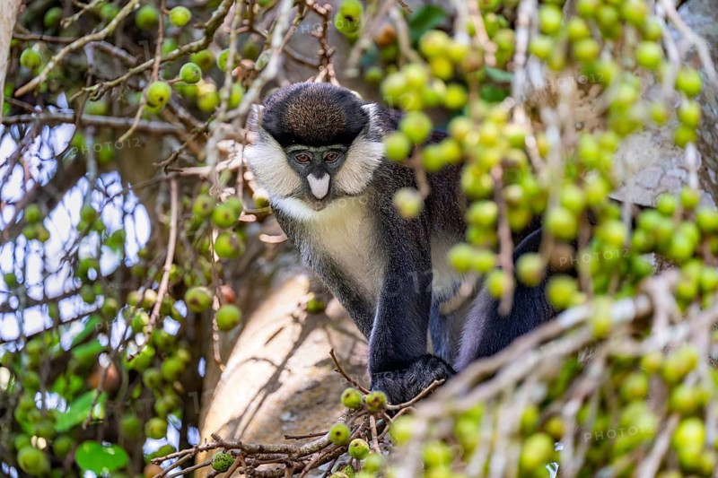 Red-tailed guenon or Congo white-nosed guenon (Cercopithecus ascanius schmidti), sitting on a tree, Bigodi, Western Region, Uganda