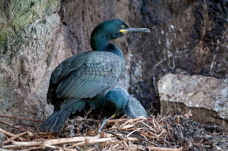 Common Shag, European Shag, Gulosus Aristotelis, Crow Shard, Norway, Phalacrocorax Aristotelis, Varanger, Birds, Breed, Brut, Nest, Pelecaniformes, Ropedes, Birds, Waterbirds