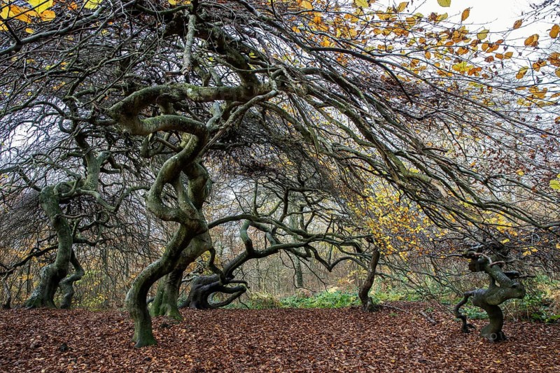 Süntelbuchen (Fagus sylvatica), cripple beeches, Hexenwald, Semper Forest Park, near Lietzow, Rügen, Mecklenburg-Western Pomerania, Germany