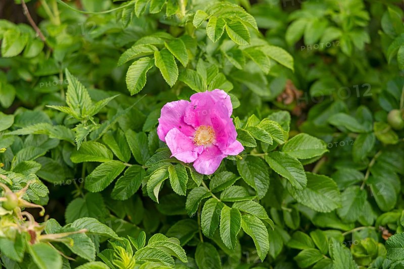 Flower, potato rose (Rosa rugosa), Wustrow, Fischland, Mecklenburg-Western Pomerania, Germany