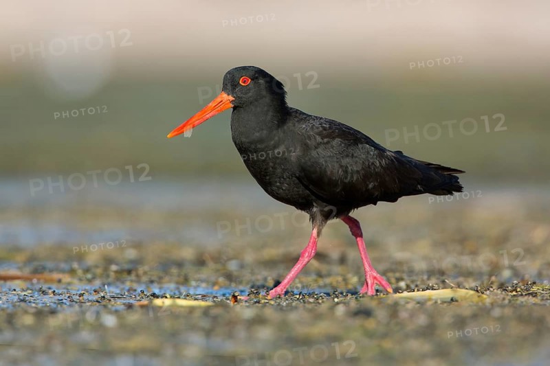 Sooty Oystercatcher (Haematopus fuliginosus) foraging, South Australia, Australia